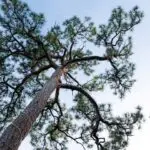 Exterior Beautiful Tree